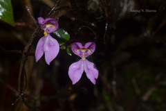 Disperis neilgherrensis